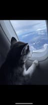 Paws and Claws Cabin Flights LLC