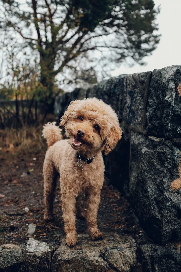 A small curly-haired poodle stands outside on a stone path by a low stone wall, tilting its head slightly to the side. Trees are visible in the background.