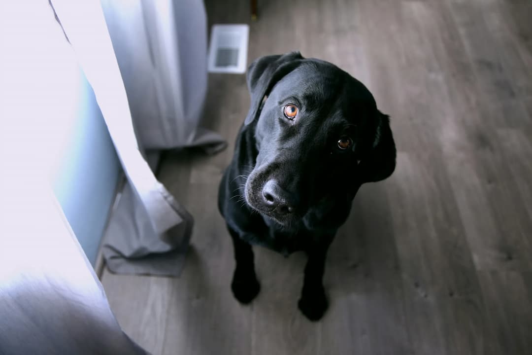 A black Labrador Retriever standing on a wooden floor looks up with a slightly tilted head near a window with pale curtains.