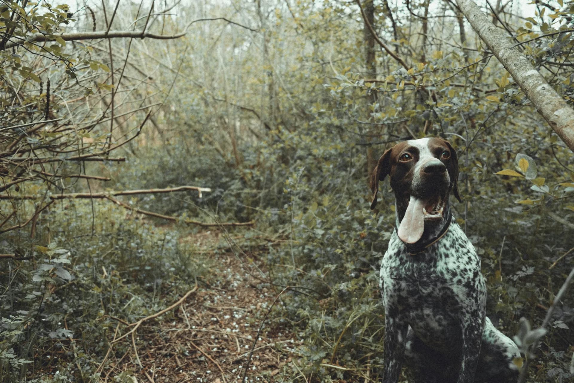 German Shorthaired Pointer