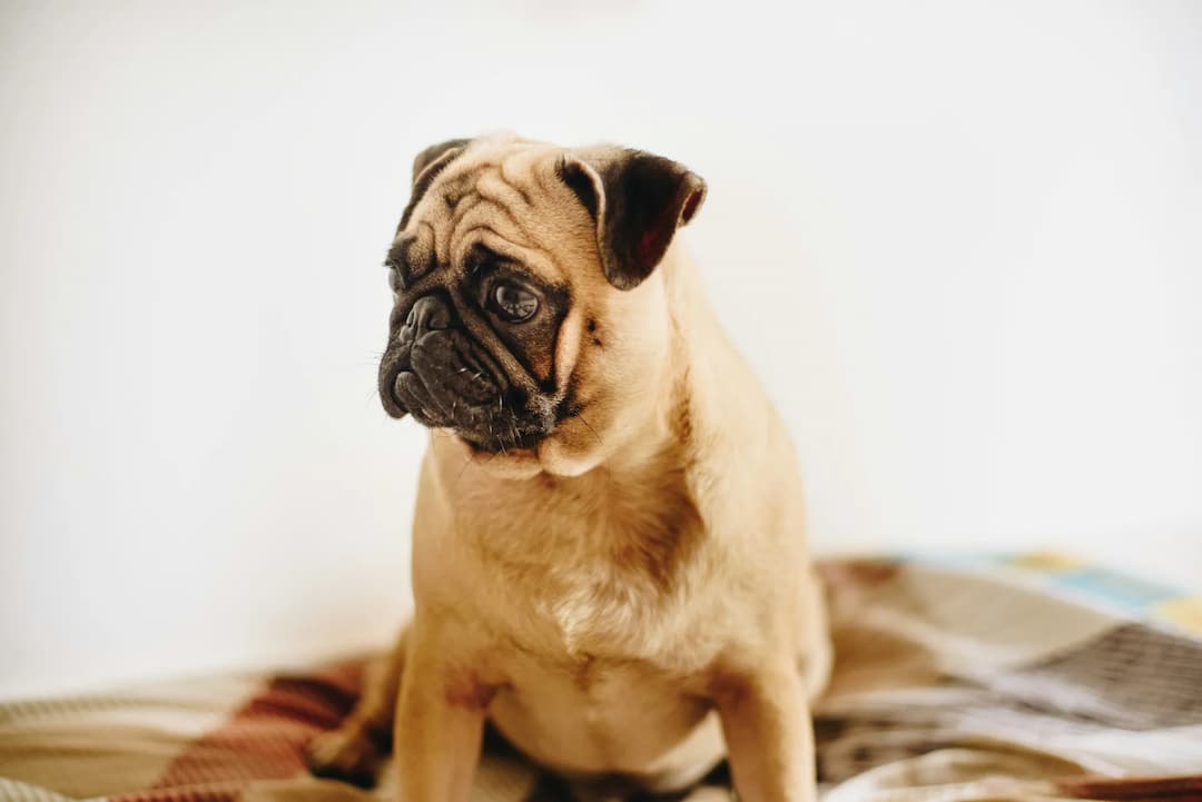 A fawn-colored pug dog sits on a patterned blanket, facing slightly to the left with a neutral expression against a plain background.