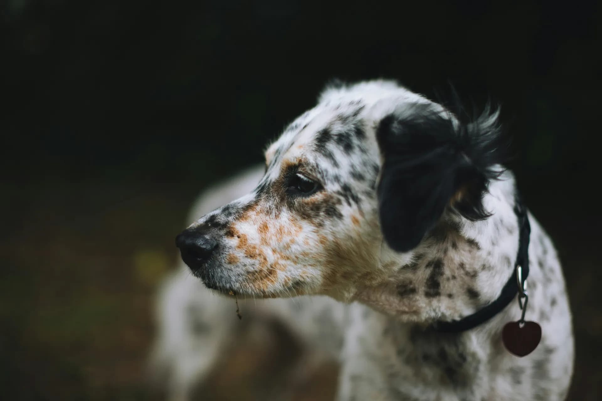 English Setter