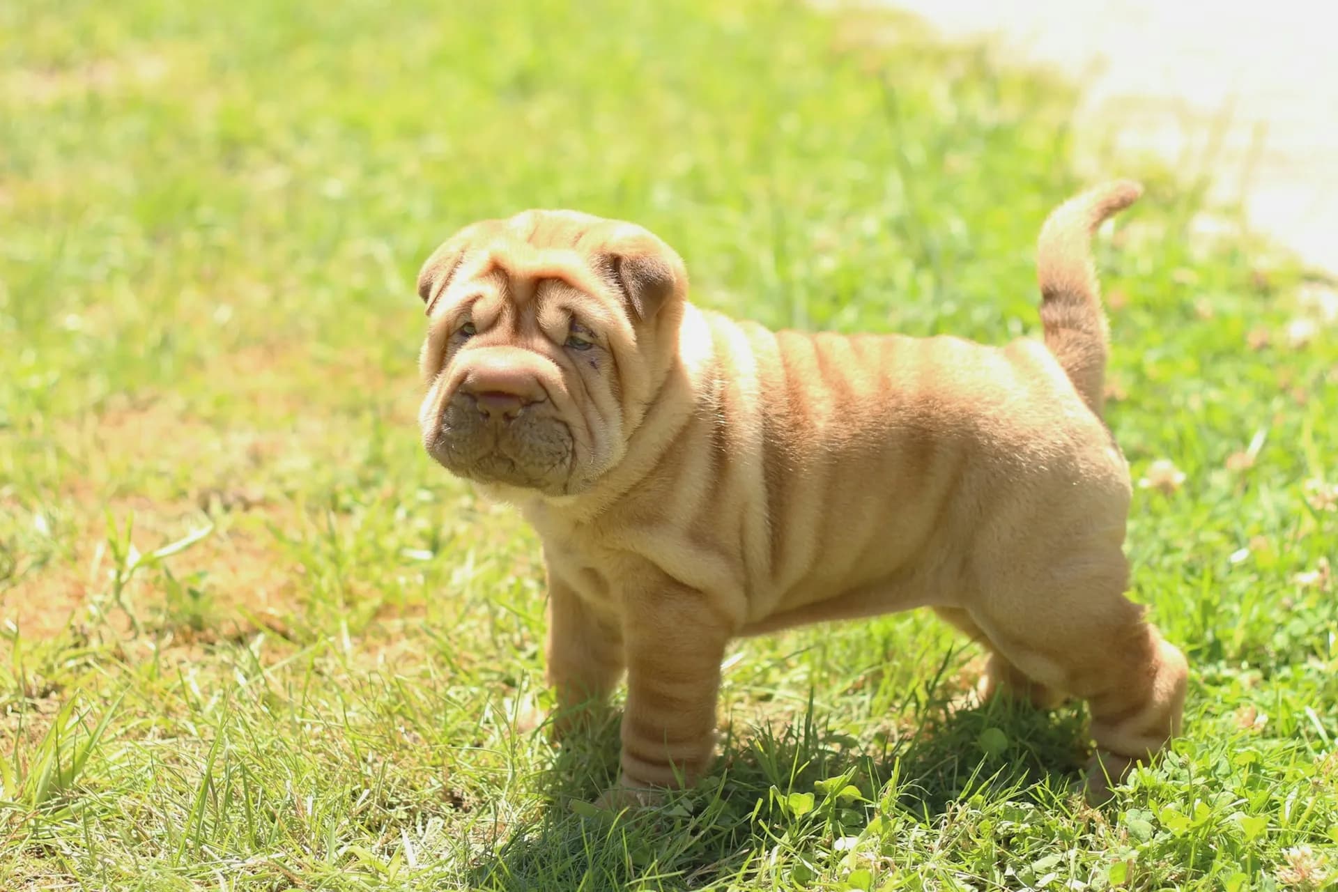 Chinese Shar Pei