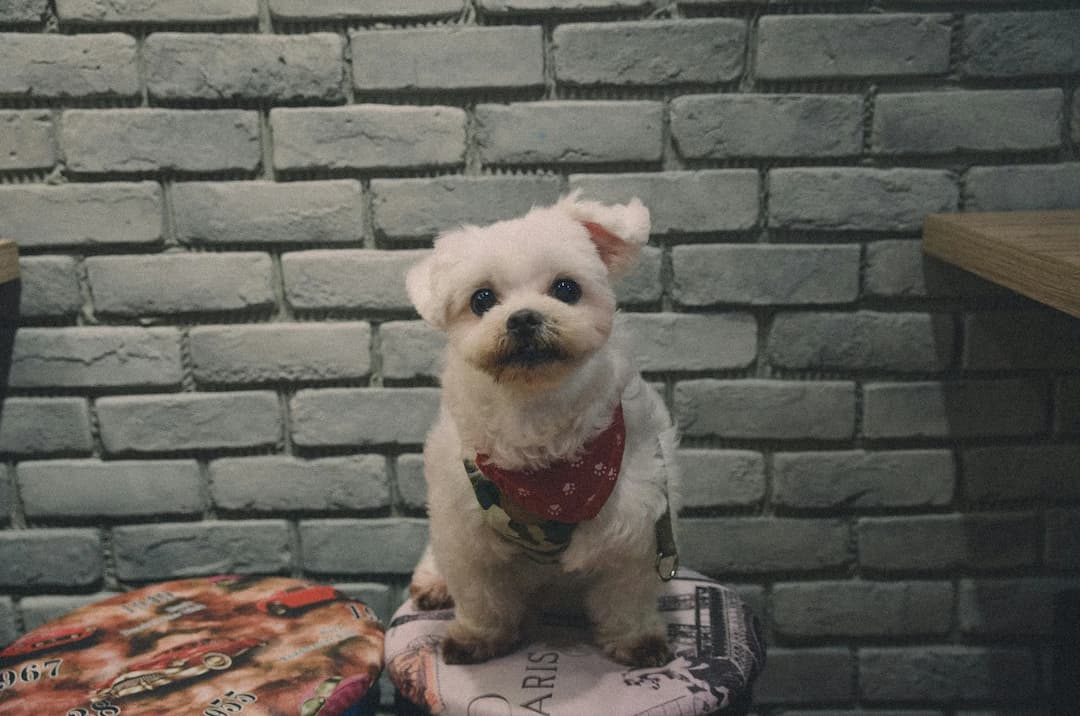 A small Maltese with a red bandana sits on a stool against a brick wall background.