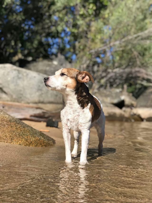 A small Russell Terrier with brown and white fur stands in shallow water near a rocky shore, looking into the distance. Trees and large rocks are visible in the background under bright sunlight.