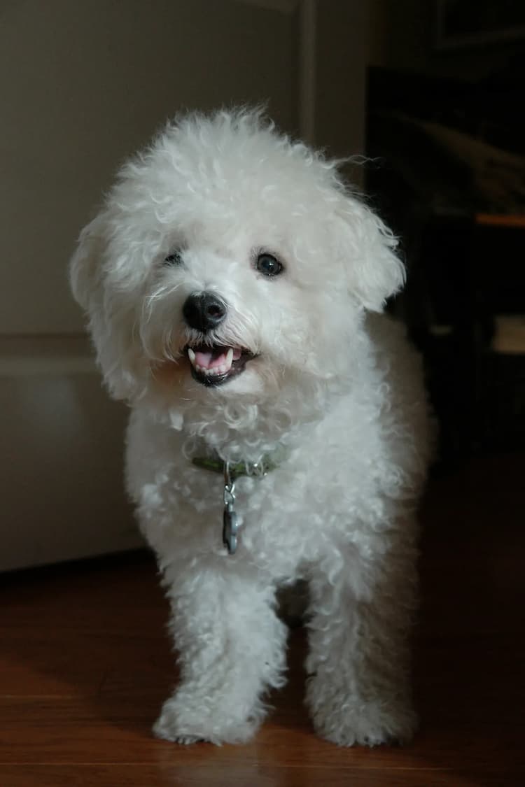 A small white fluffy Bichon Frise with curly fur stands on a wooden floor, looking towards the camera with its mouth slightly open.