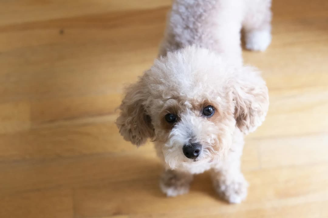 A small Toy Poodle with a light brown, curly coat stands on a wooden floor, looking up at the camera.