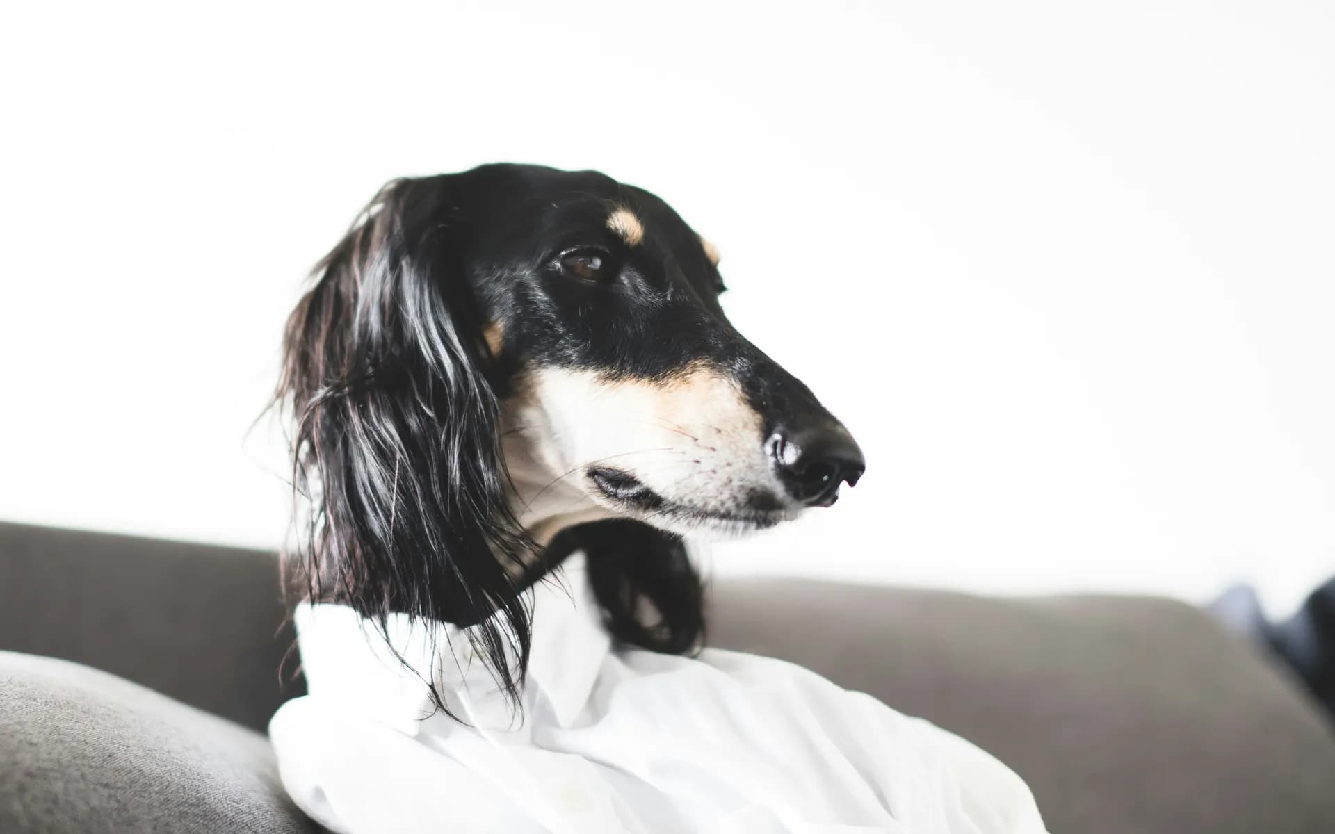 A black and white long-haired Saluki is sitting on a couch, wearing a white shirt, looking to the right.