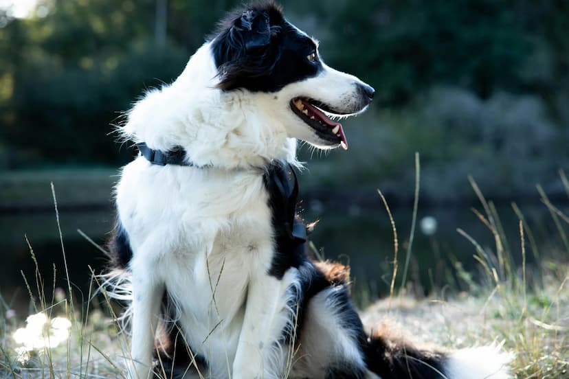 A black and white Border Collie with a fluffy coat sits on the grass, facing left, its tongue out. There's a blurred body of water and greenery in the background.