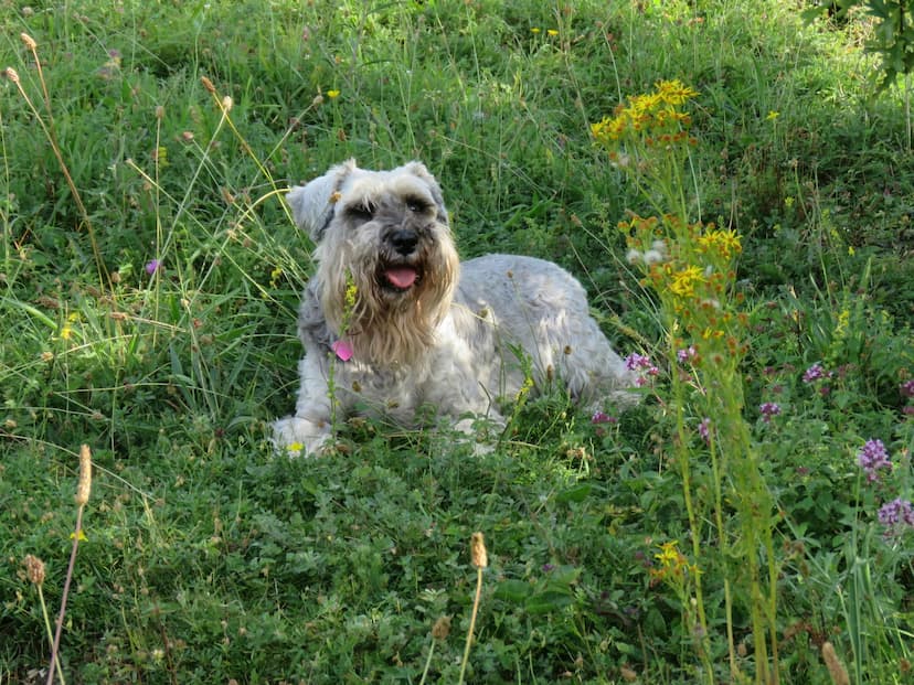 A small, shaggy Standard Schnauzer with light-colored fur sits in a grassy field with wildflowers, panting and looking content.