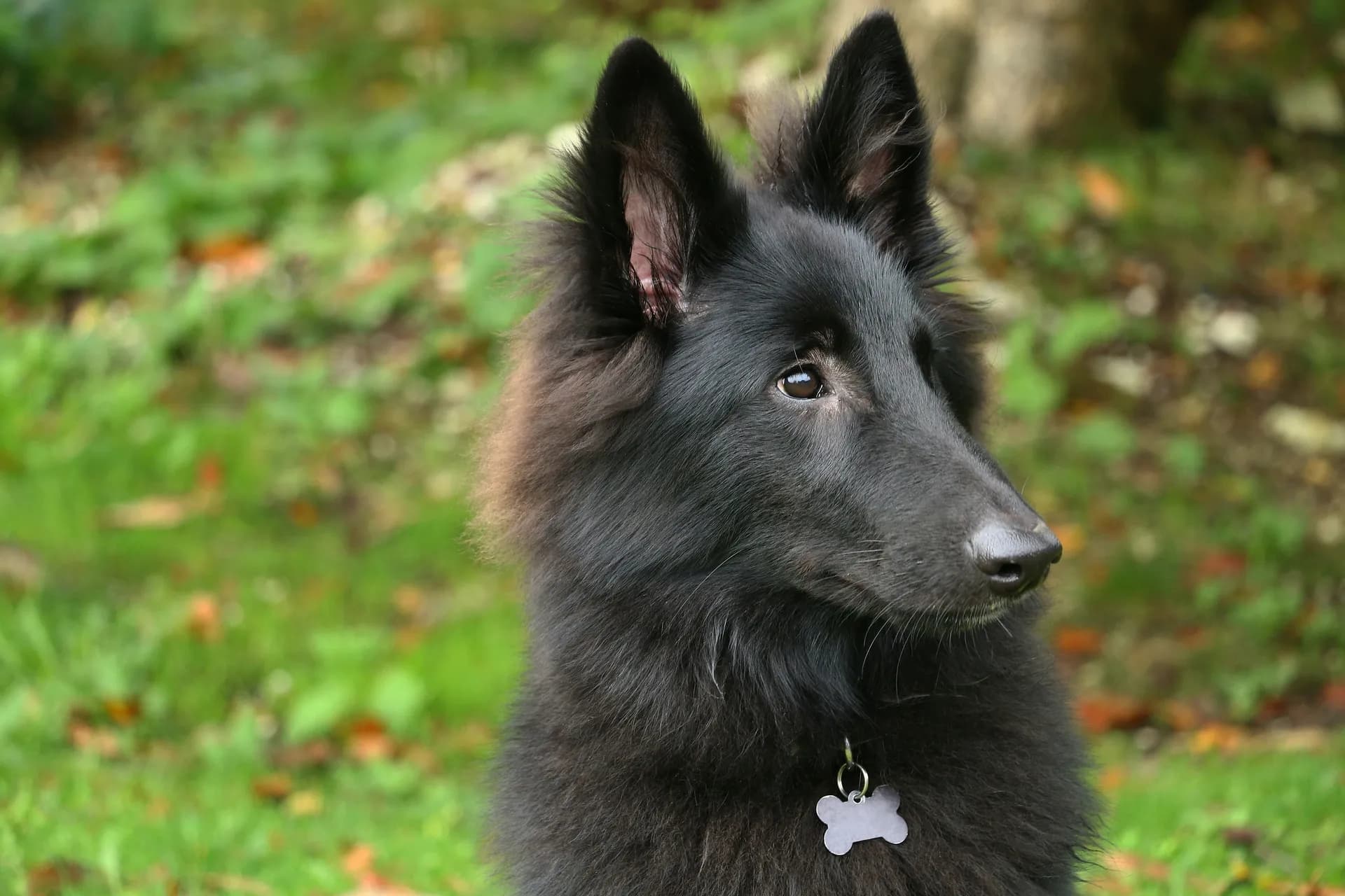 A black Belgian Sheepdog with fluffy fur and pointed ears stands outdoors, wearing a bone-shaped tag on its collar. The background is filled with green grass and scattered leaves.