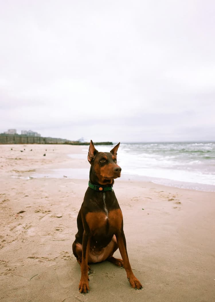 A Doberman Pinscher with a green collar sits on a sandy beach with the ocean in the background under an overcast sky.