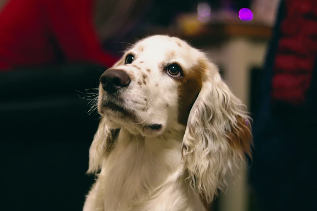 A light-colored English Cocker Spaniel with long ears and spots on its face looks slightly upward, showing a gentle expression. Blurry red and black background.