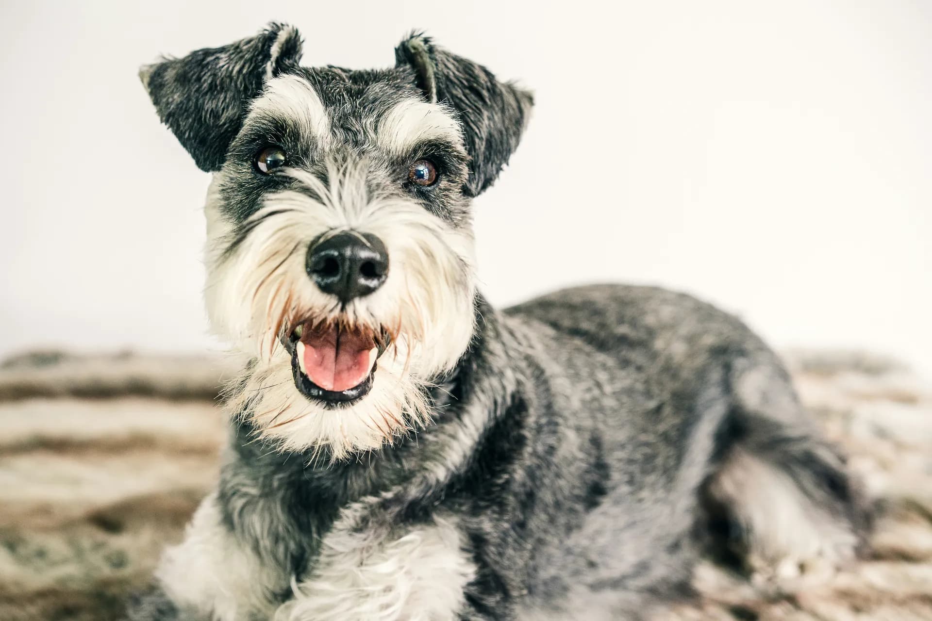 Miniature Schnauzer