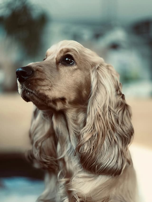 Close-up of a golden Cocker Spaniel with long, wavy fur gazing attentively to the side. Blurred background.