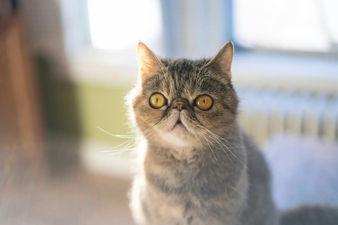 A close-up photo of an Exotic Shorthair with large, round yellow eyes, staring attentively into the camera. The grey and white cat is set against a softly blurred background with a well-lit window.