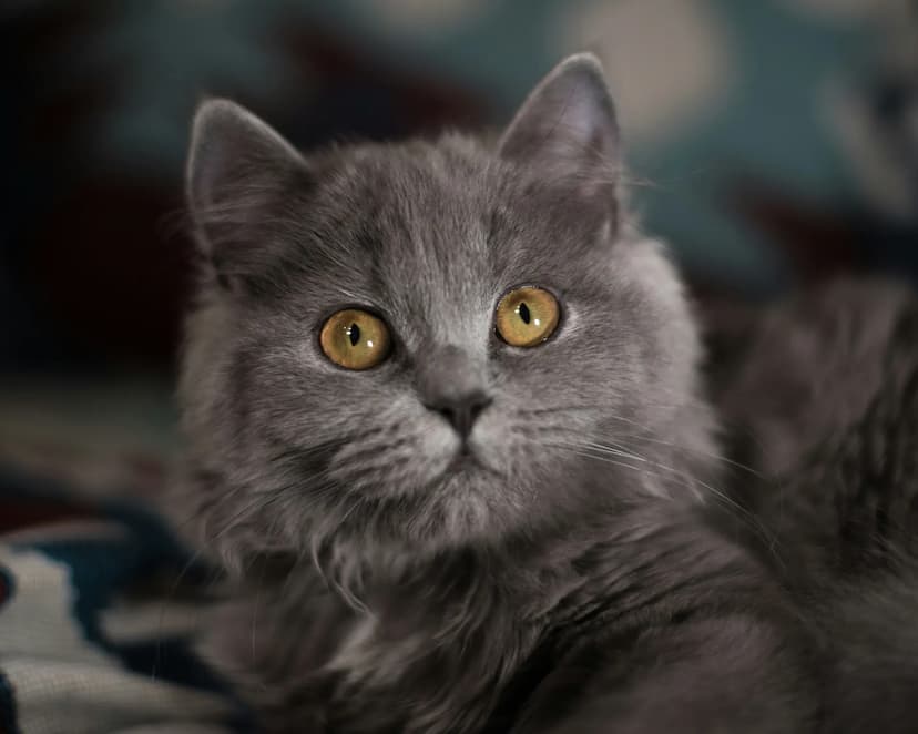 A close-up photograph of a gray British Longhair cat with yellow eyes looking slightly upward. The background is blurred with hints of blue and white.