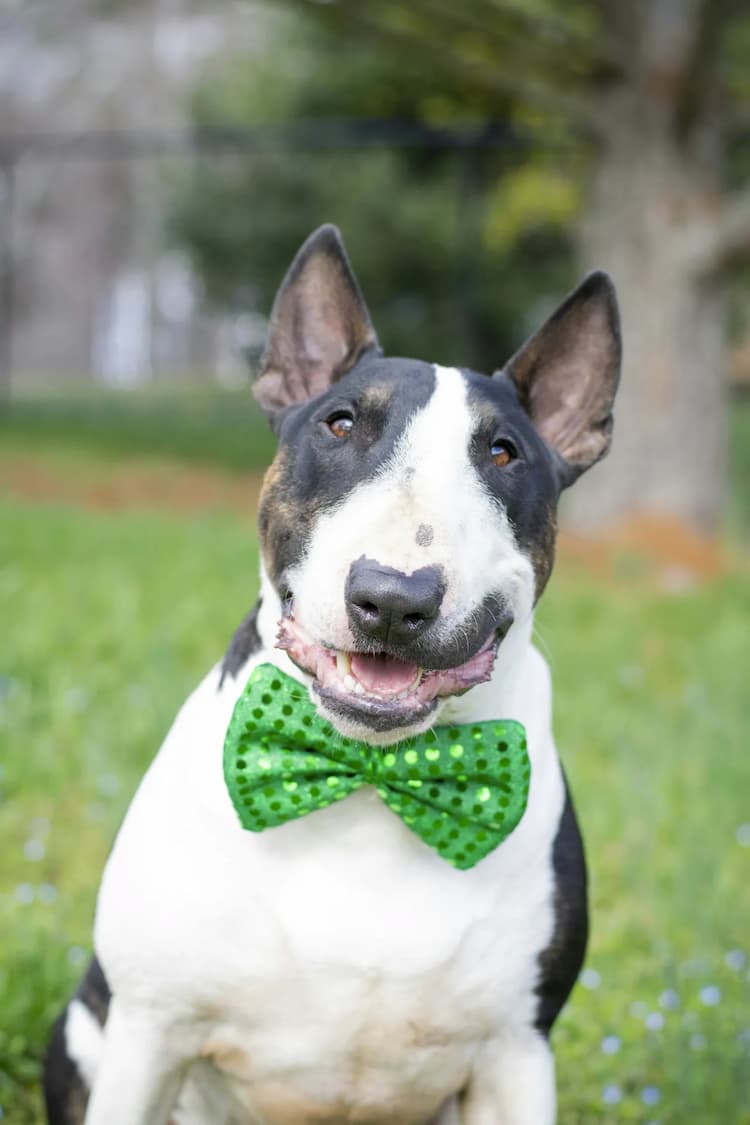 A black and white Bull Terrier with a green bow tie is sitting outdoors on grass, facing the camera.