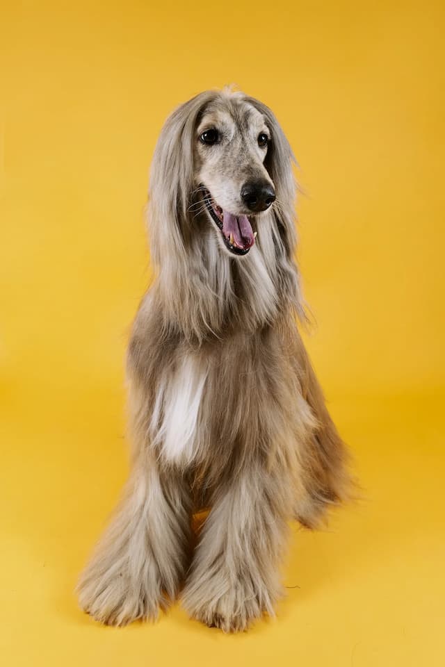 An Afghan Hound with long, light brown fur and a white chest sits against a yellow background, looking off to the side with its mouth open.