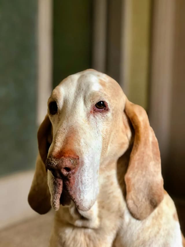 A close-up image of a Bracco Italiano with long ears and a sad expression. The background is blurred.