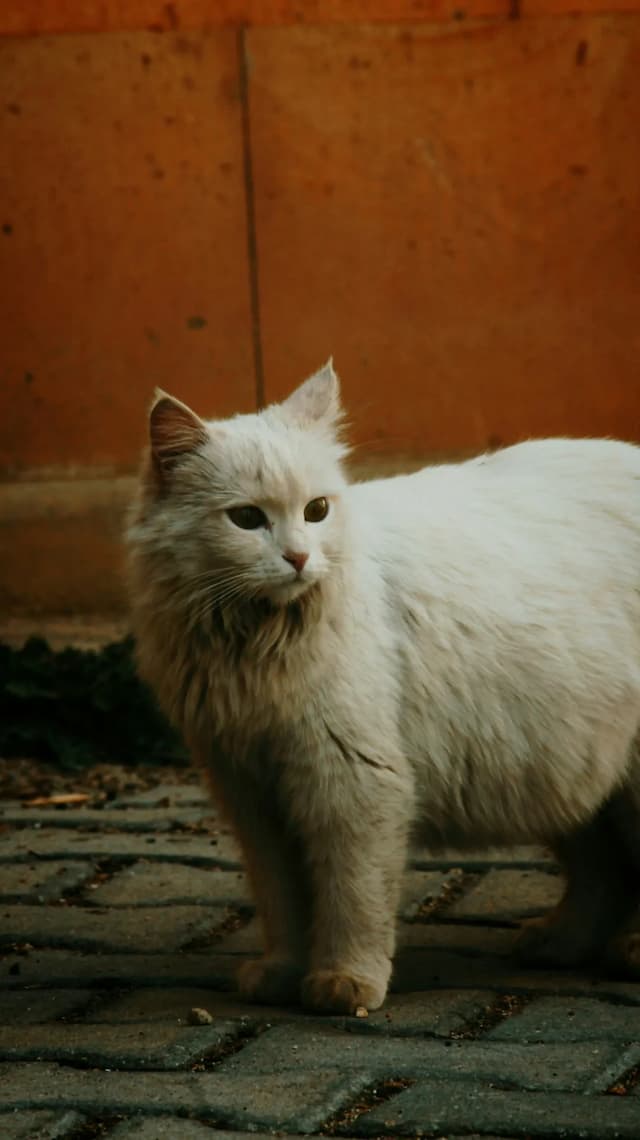 A fluffy Turkish Angora cat stands on a paved surface, looking to the side with an alert expression against a brownish wall background.