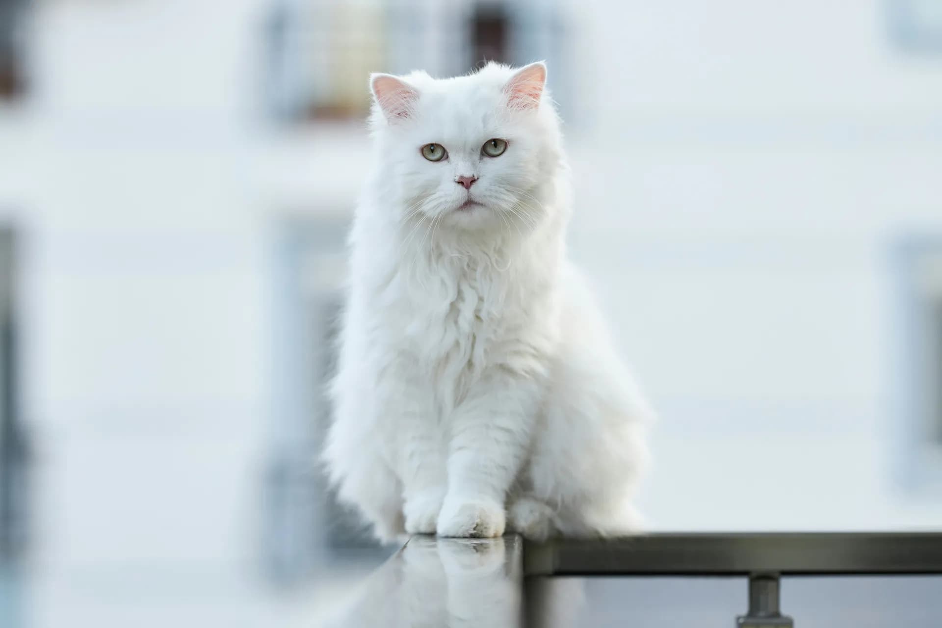 A fluffy white Turkish Angora cat with a serious expression sits on a railing, with a blurred building in the background.