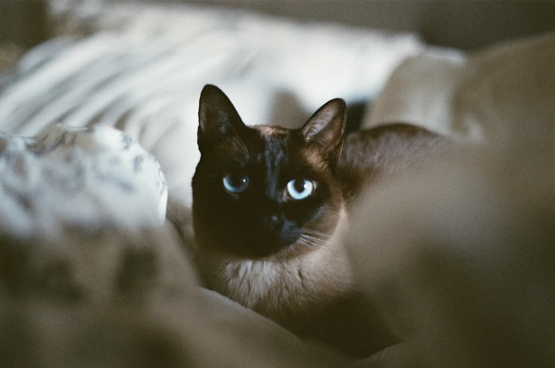 A Tonkinese cat with piercing blue eyes lies gracefully on a bed, set against a blurred background.