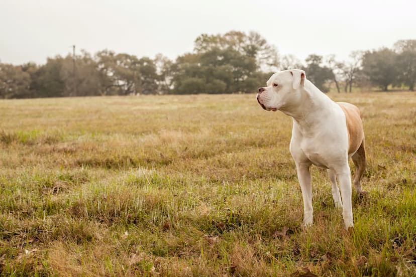 A white and brown American Bulldog stands in a grassy field, looking into the distance with trees visible in the background.