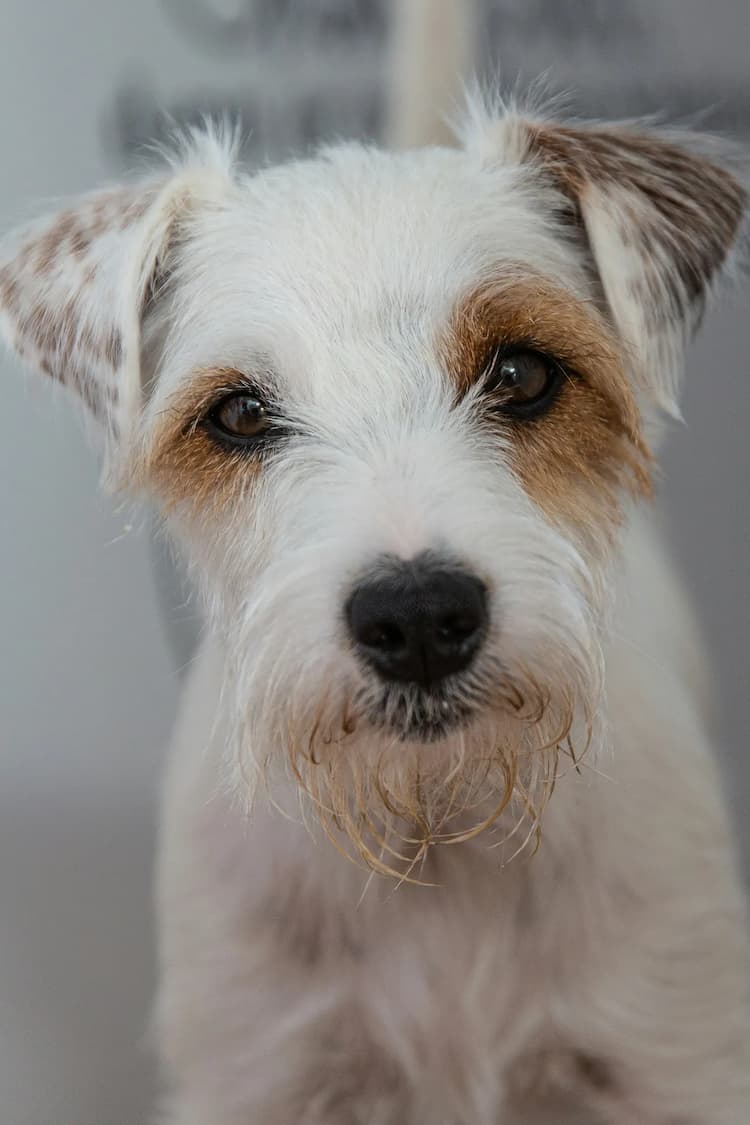 Close-up of a Parson Russell Terrier with white fur and brown markings on its face and ears, looking directly at the camera.