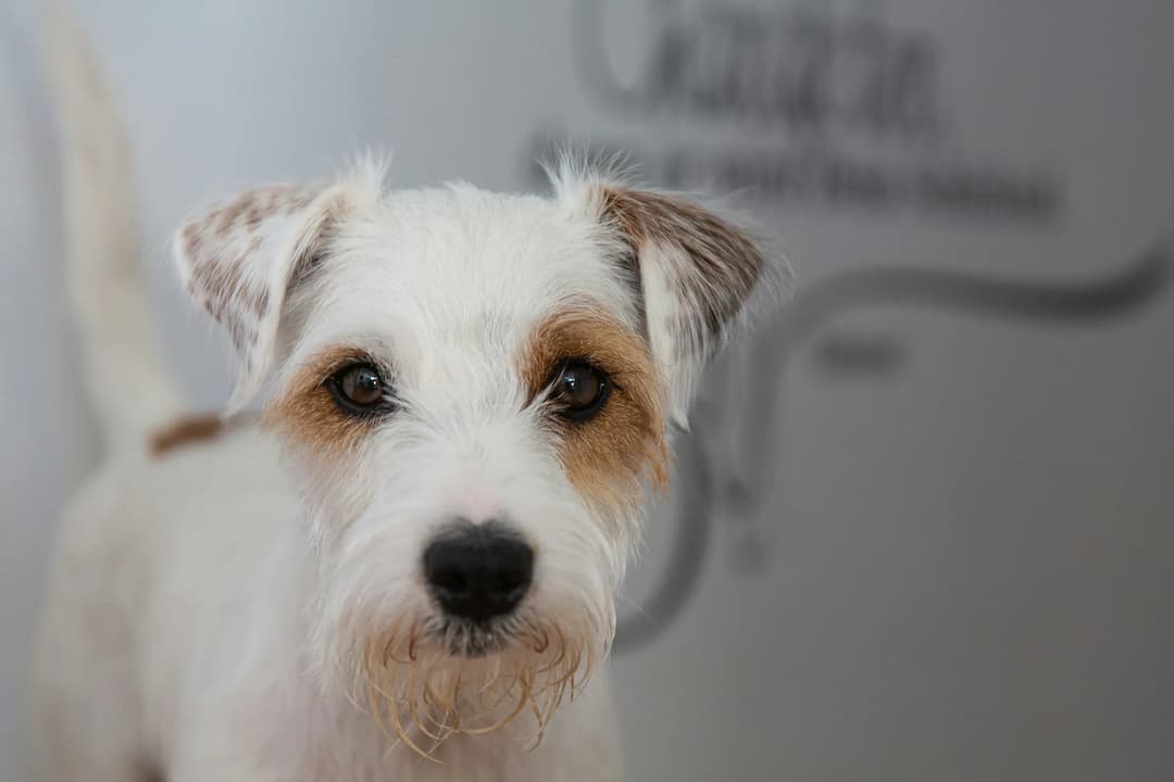 Close-up of a small Parson Russell Terrier with brown patches around its eyes and ears, staring directly at the camera. The background is blurred with partially visible text.