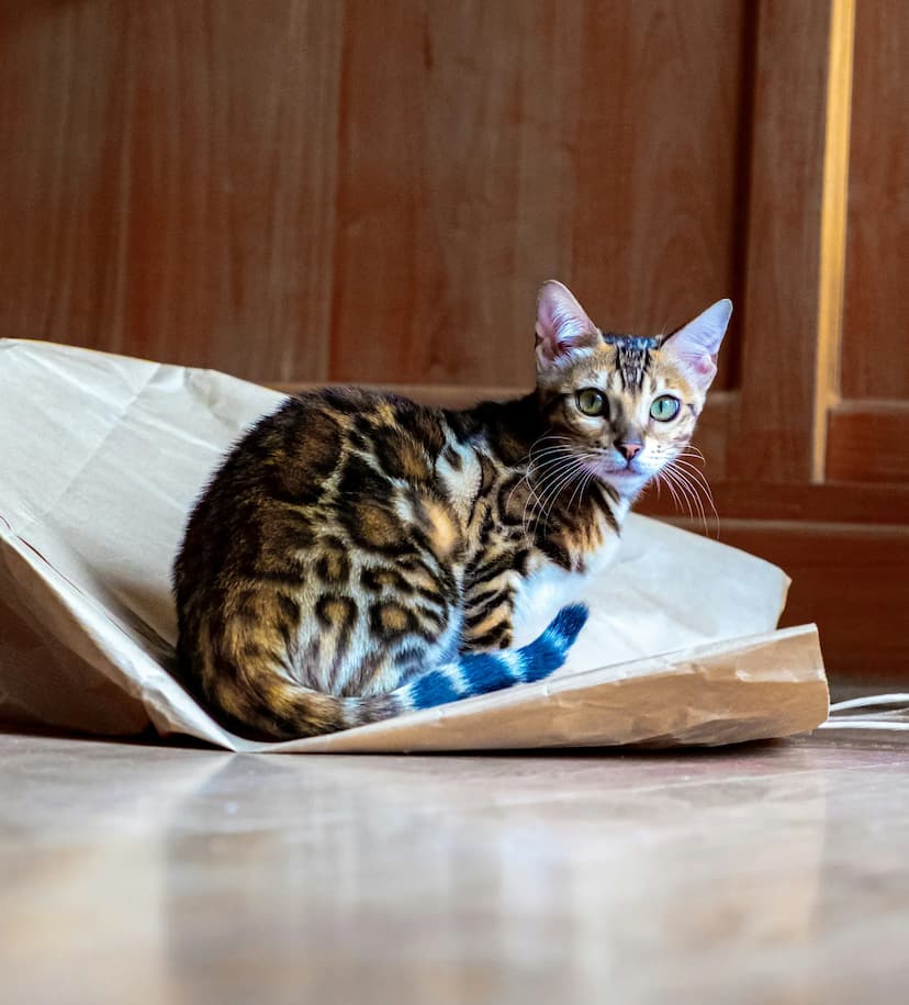 A Bengal cat with a striking patterned coat sits on a crumpled piece of brown paper on a wooden floor. Wooden cabinets can be seen in the background.