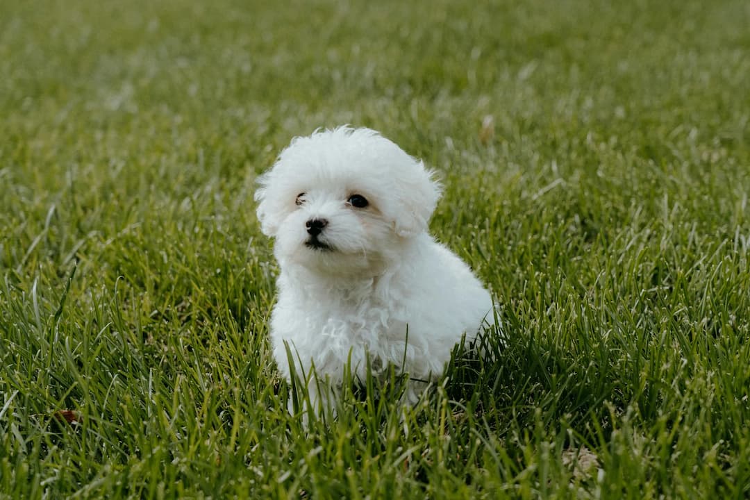 A small, fluffy Maltipoo puppy sits on the green grass, looking slightly to the side.