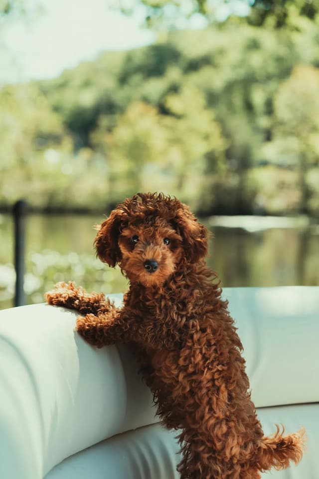 A brown curly-haired Miniature Poodle stands on the back of a white couch, looking at the camera with a scenic outdoor view of trees and a lake in the background.