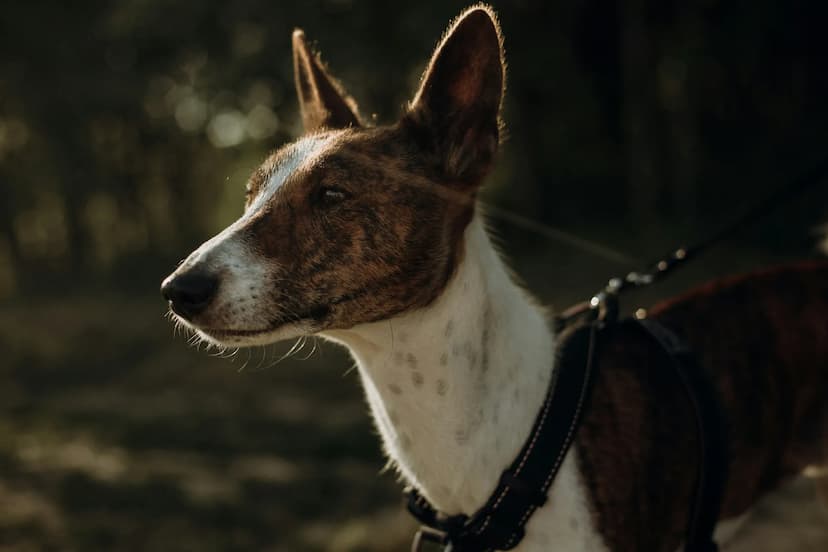 Close-up of a Basenji with a brown and white coat, standing outside on a leash. The dog has upright ears and is looking into the distance. The background is blurred and consists of some greenery.