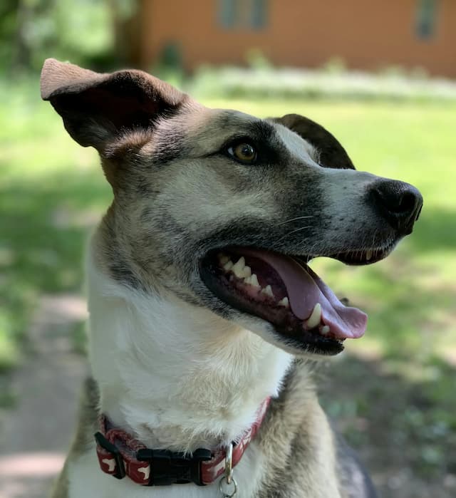 A Mountain Cur with a white and brown coat is looking to the side with its mouth open and tongue out, wearing a red collar, outdoors with grass and a blurred building in the background.