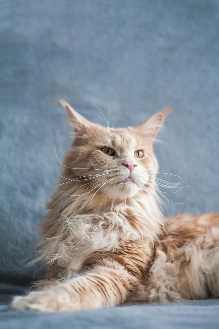 A large, long-haired Maine Coon with a serious expression is lounging on a blue-gray surface.