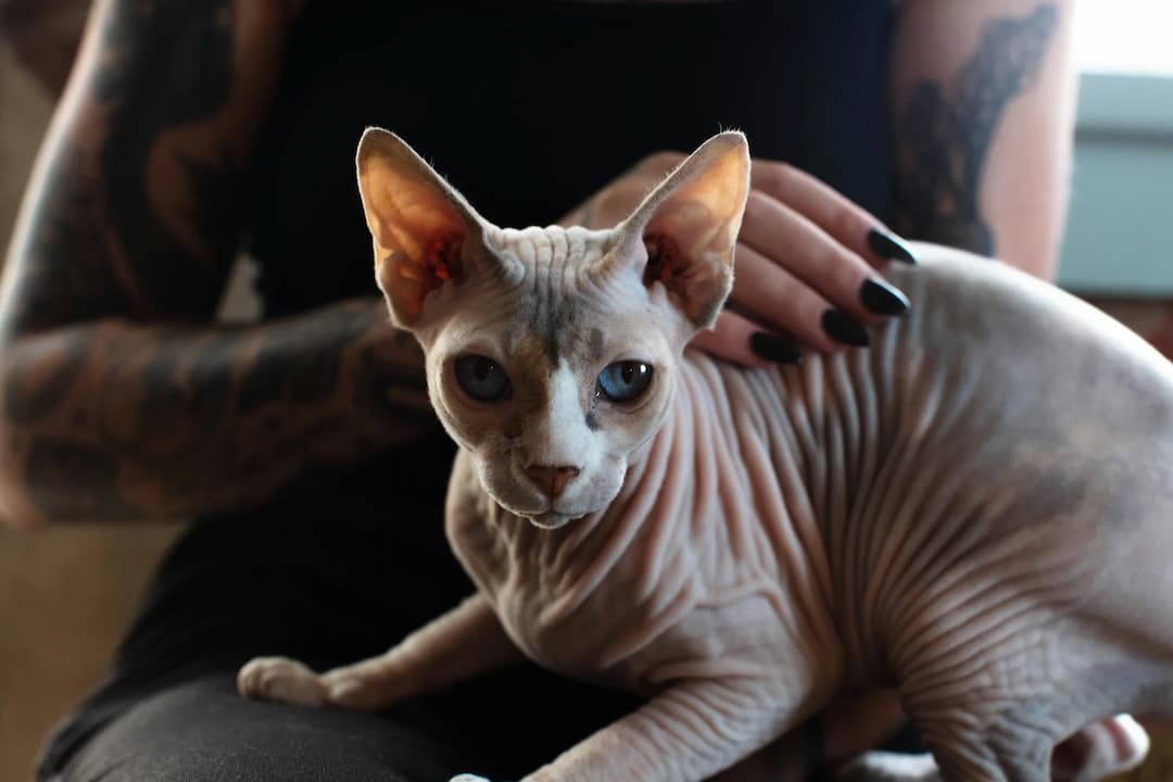 A hairless Sphynx cat with large ears and blue eyes sits on a tattooed person's lap, their black nail polish contrasting starkly.