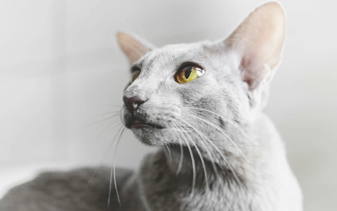 Close-up of an Oriental Shorthair cat with large ears and yellow eyes, looking to the left against a light background.