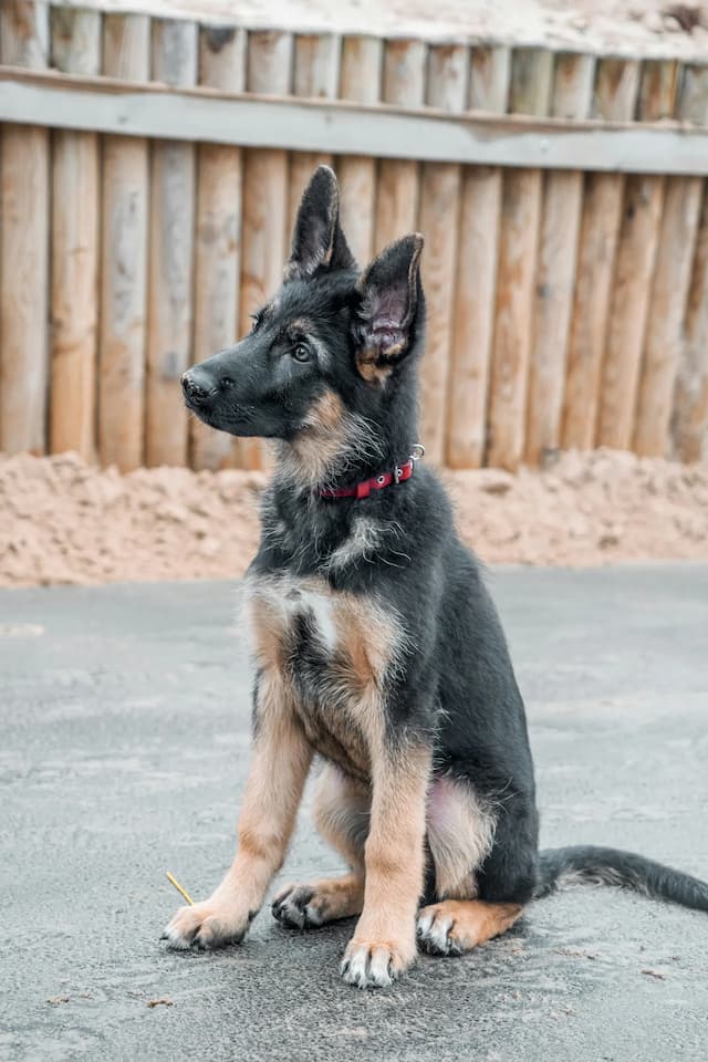 A young German Shepherd puppy with a red collar sits on a paved surface in front of a wooden fence, showcasing the charm of this adorable dog.