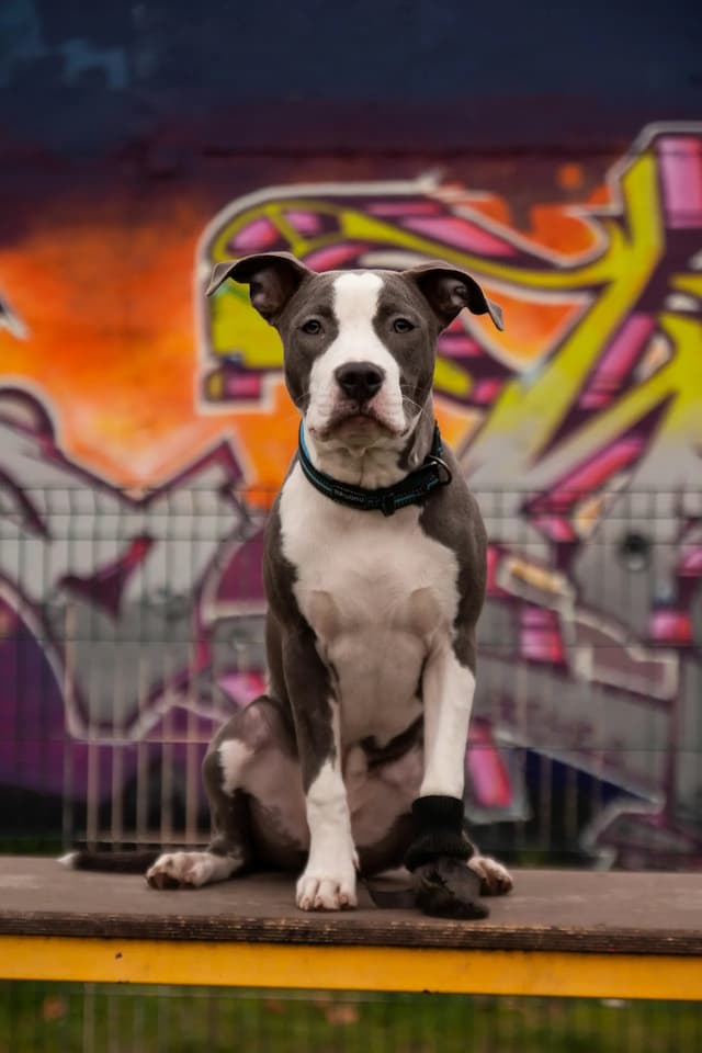 A grey and white American Staffordshire Terrier sits on a platform in front of a colorful graffiti-covered wall.