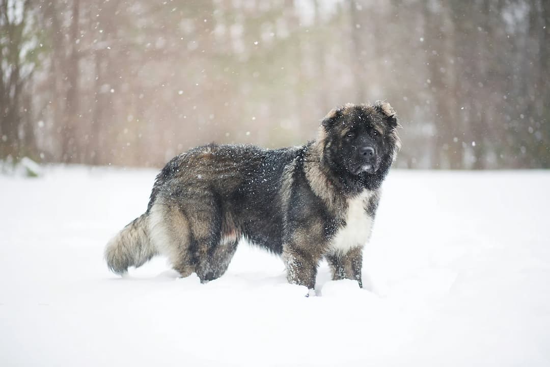 A majestic Leonberger stands in a snowy landscape with trees in the background. Snowflakes are falling gracefully, and the dog appears to be looking towards the camera, exuding an air of calm confidence.