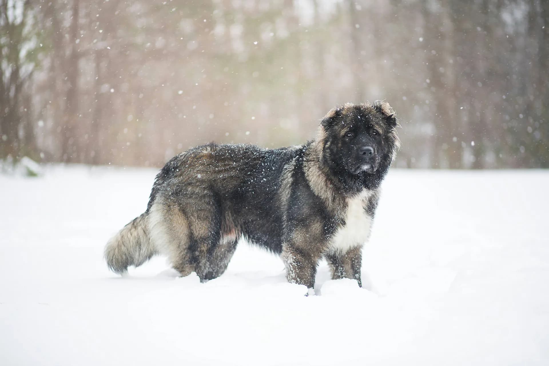 Leonberger