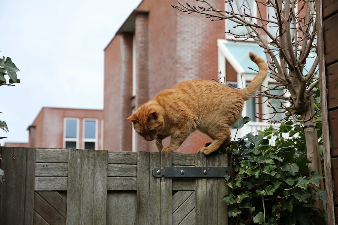 A ginger European Shorthair cat carefully balances on a wooden fence, surrounded by ivy and bare branches, with a background of brick buildings and a cloudy sky.