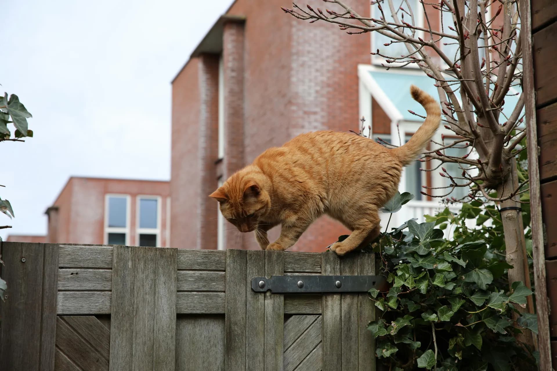 A ginger European Shorthair cat carefully balances on a wooden fence, surrounded by ivy and bare branches, with a background of brick buildings and a cloudy sky.