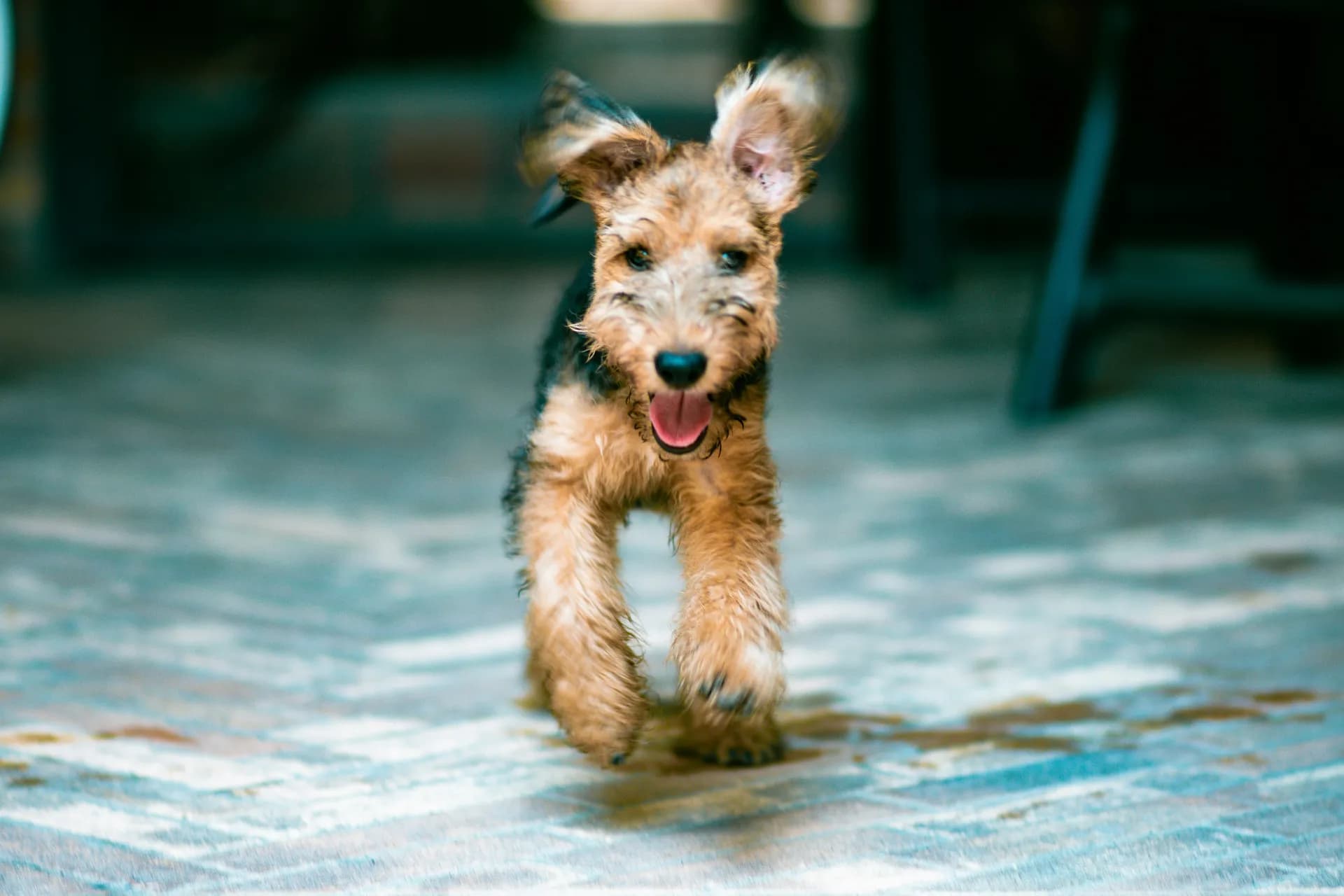 A small, brown and black Airedale Terrier with floppy ears runs towards the camera on a blurred outdoor background.