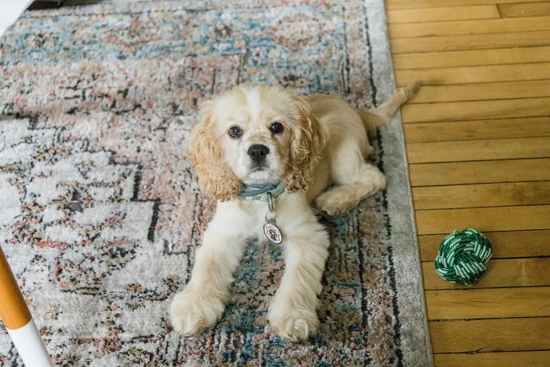 A light-colored Cocker Spaniel lies on a patterned rug next to a green toy. The dog has a collar and appears calm.