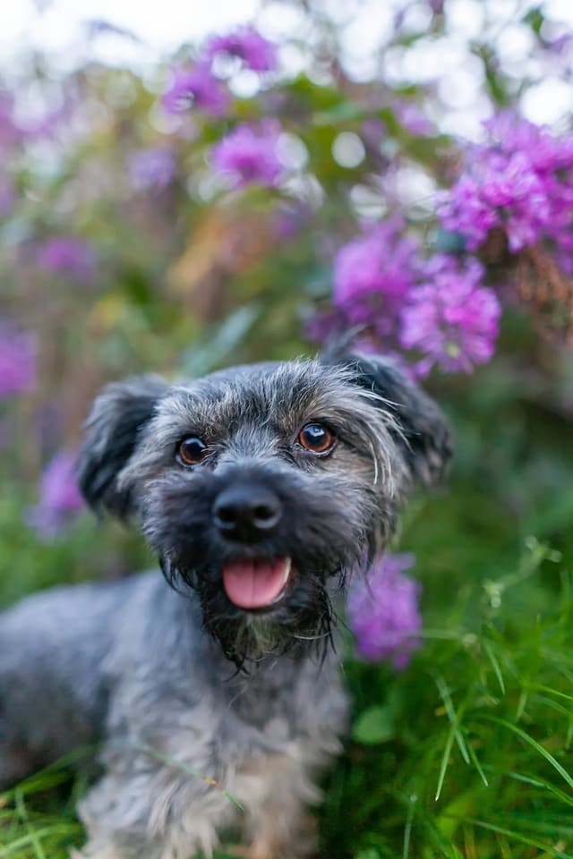 A small, grey Havanese dog with a shaggy coat sits in front of blooming purple flowers, looking at the camera with its tongue out.