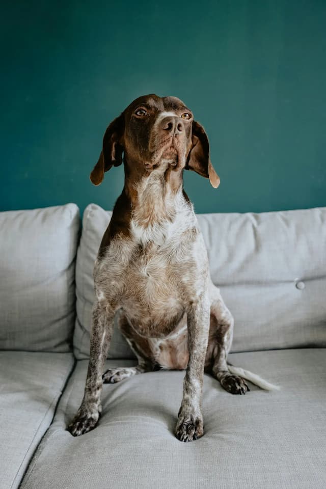 A brown and white German Shorthaired Pointer with floppy ears sits attentively on a light gray couch against a dark teal wall.