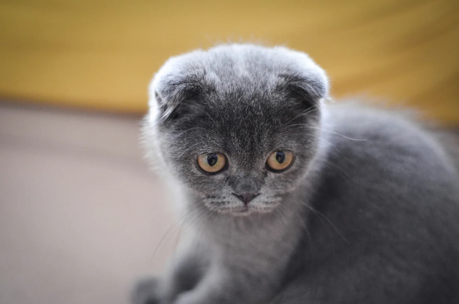 A gray Scottish Fold kitten with folded ears and wide, curious eyes sits against a blurred yellow and beige background.