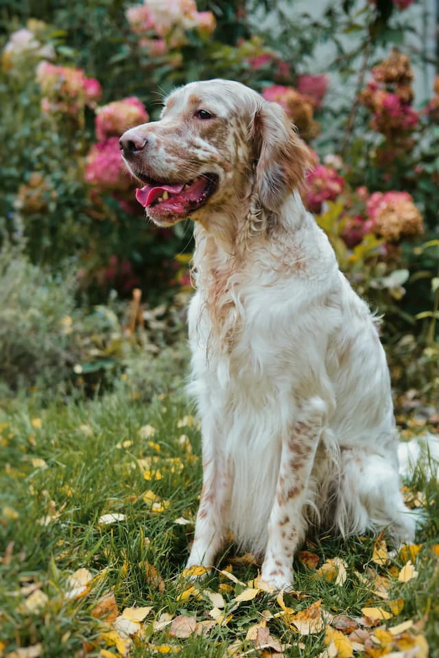 An elegant English Setter with white and tan long fur sits on green grass sprinkled with fallen leaves, basking in the beauty of pink flowers.